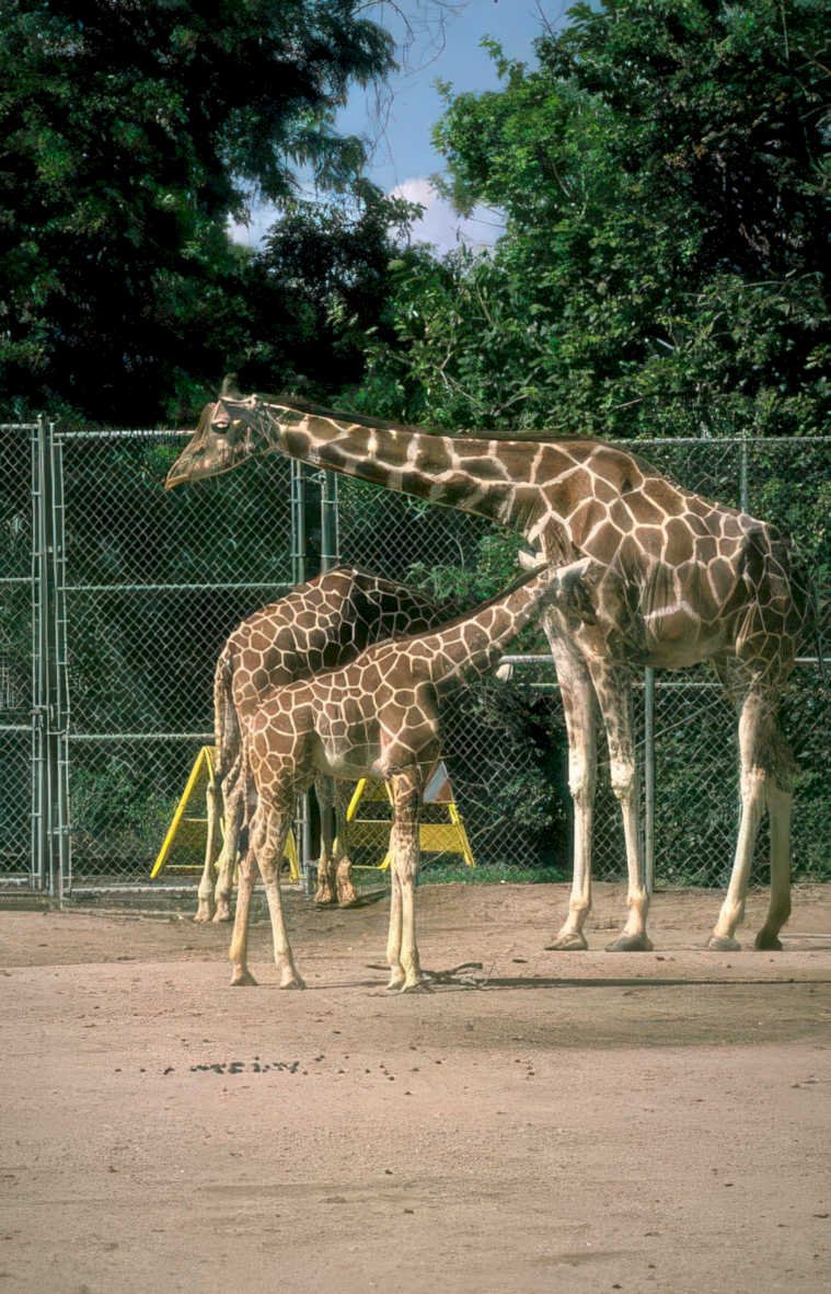 giraffes enclosure zoo Vintage A4 Photo Print