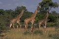 giraffes savanna botswana 1980s 1990s A4 Photo Print