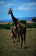 giraffes savanna sky1980s 1990s A4 Photo Print