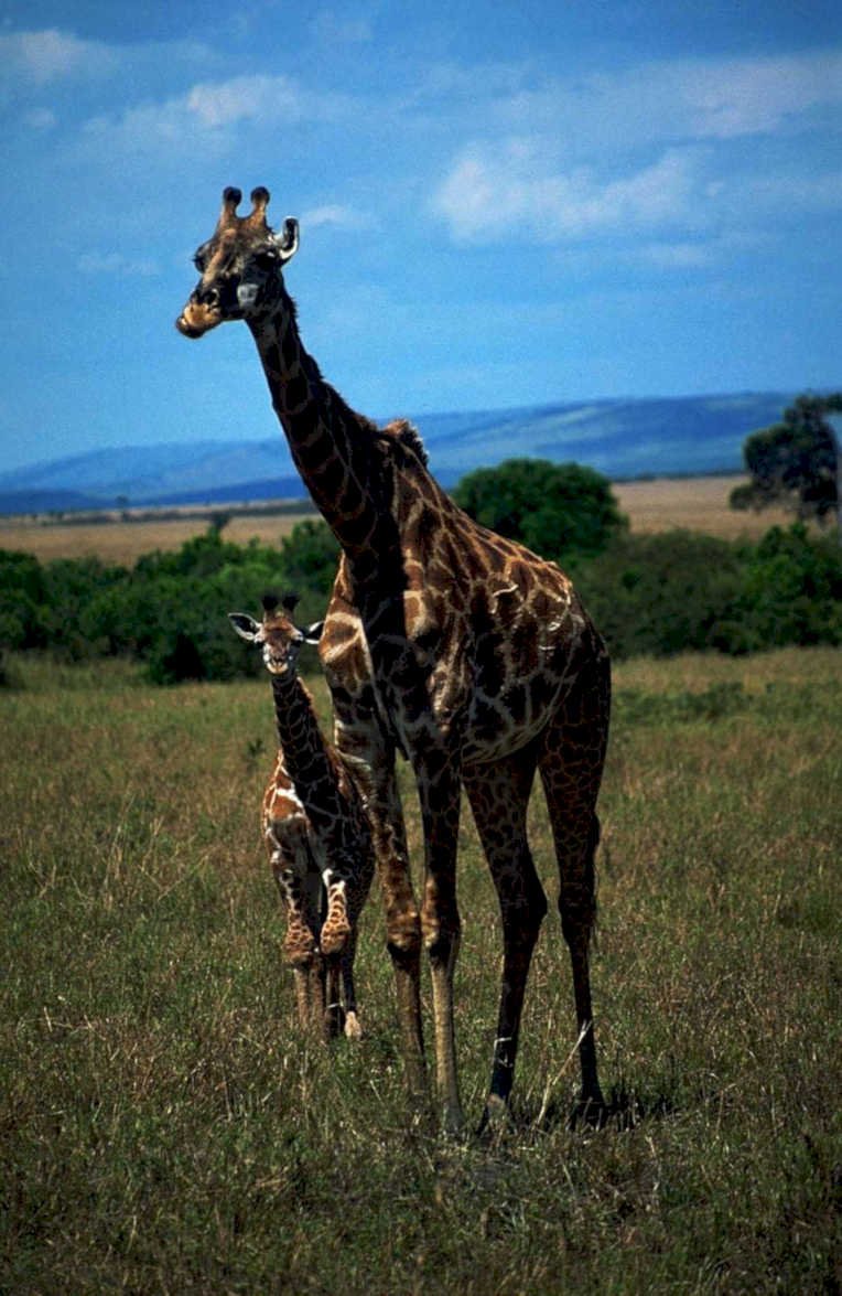 giraffes savanna sky1980s 1990s A4 Photo Print