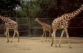 giraffes zoo 2008 Vintage A4 Photo Print