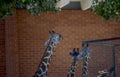giraffes zoo brick Vintage A4 Photo Print