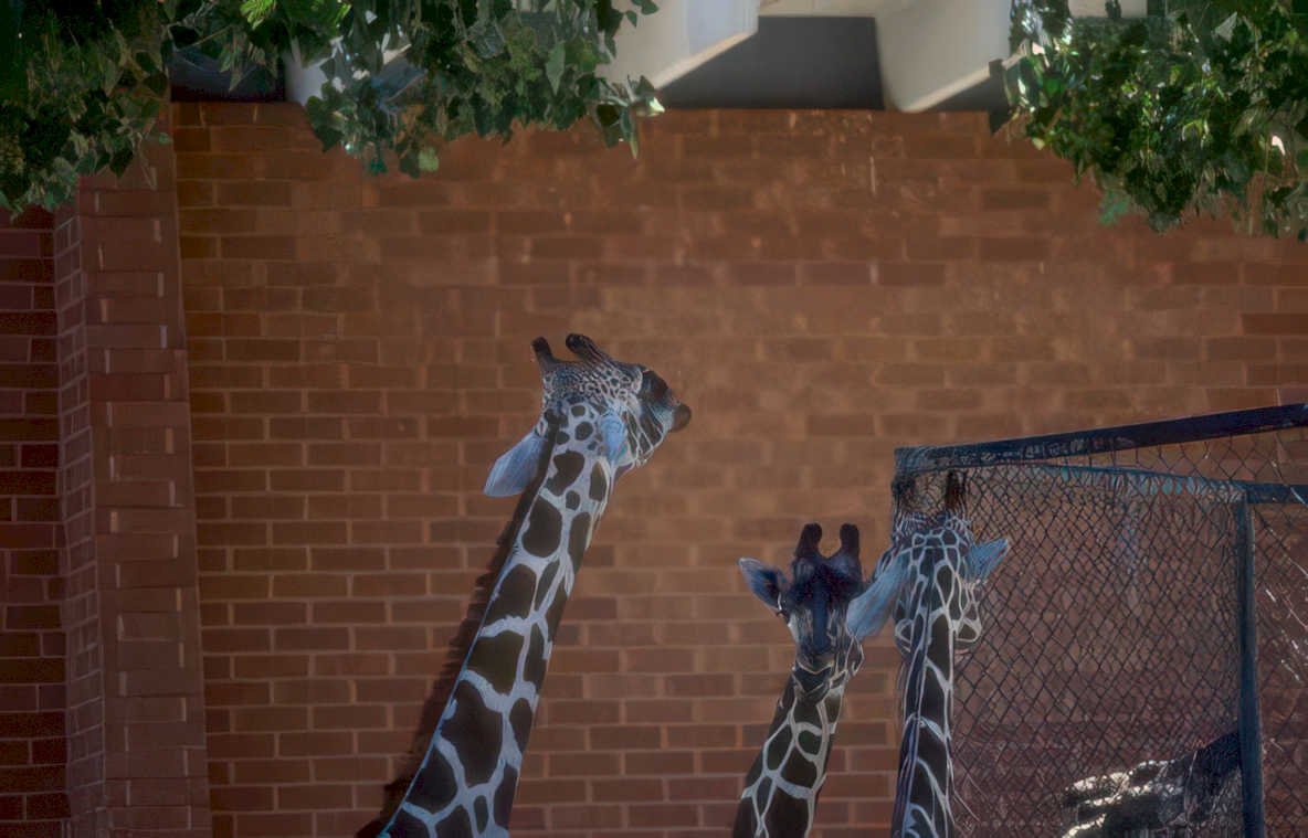 giraffes zoo brick Vintage A4 Photo Print