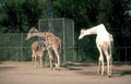 giraffes zoo calves Vintage A4 Photo Print
