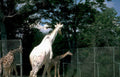 giraffes zoo centralpark Vintage A4 Photo Print