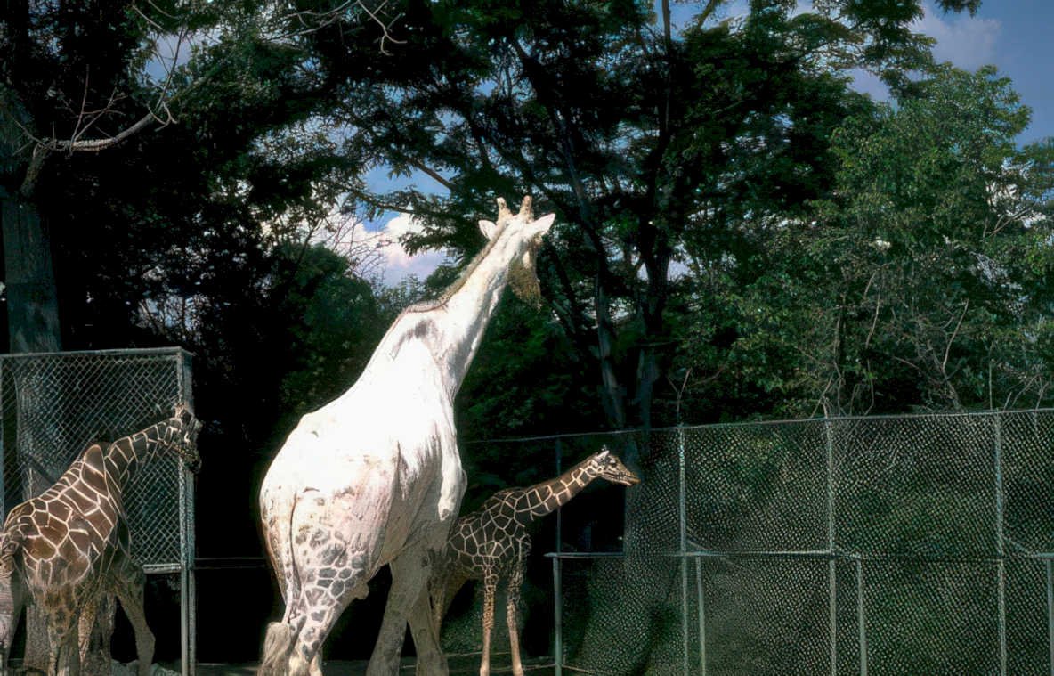 giraffes zoo centralpark Vintage A4 Photo Print