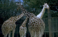 giraffes zoo dusk Vintage A4 Photo Print