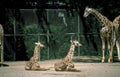 giraffes zoo enclosure Vintage A4 Photo Print