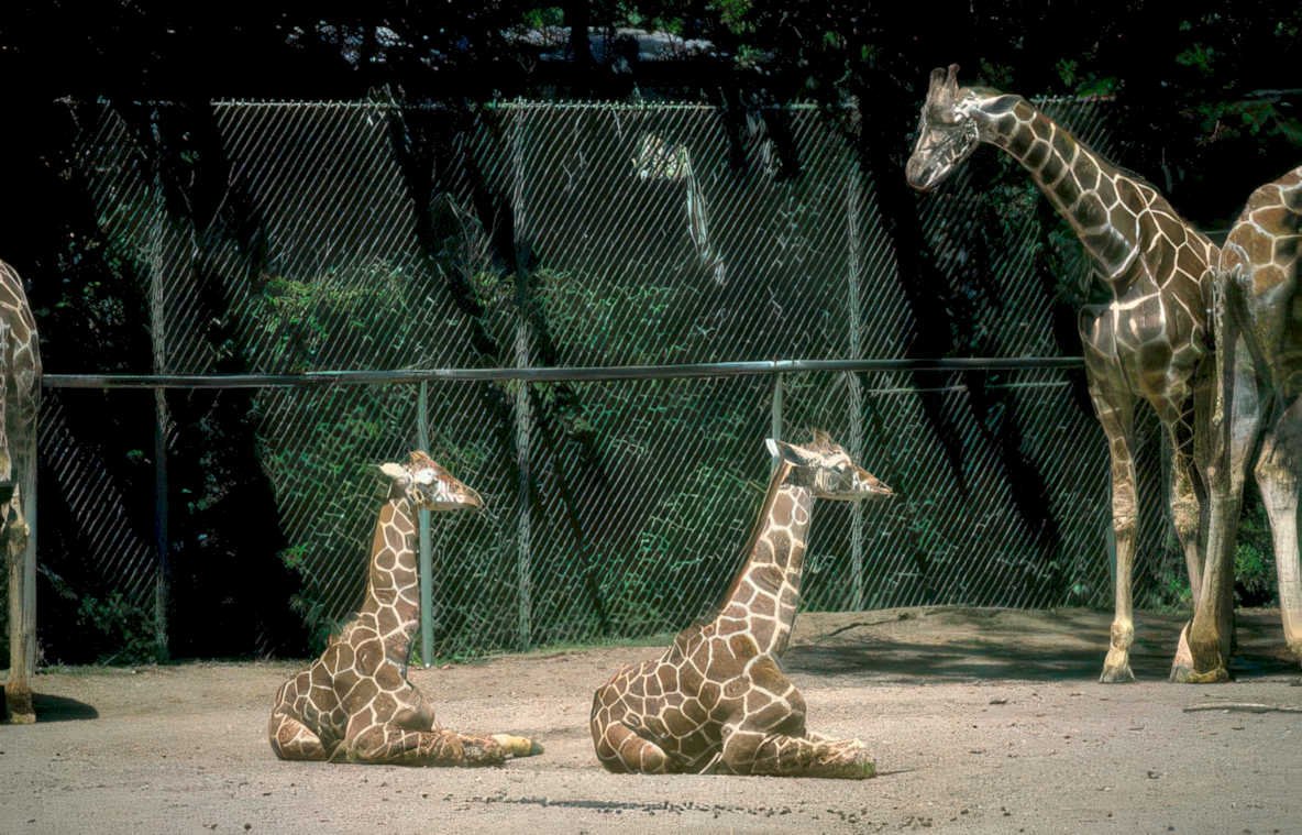 giraffes zoo enclosure Vintage A4 Photo Print