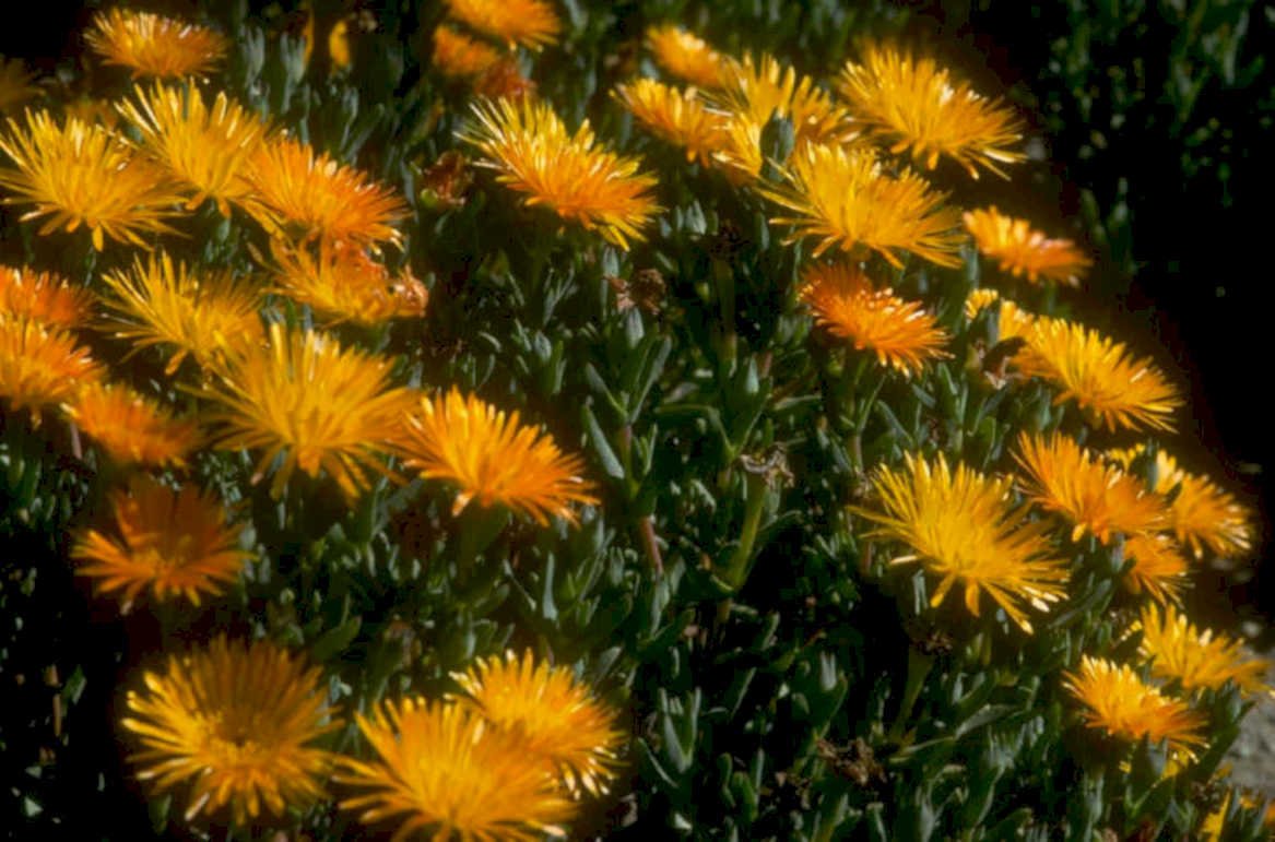 glacier thistle flowers 1980s 1990s A4 Photo Print