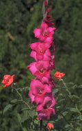 gladiolus flower pink 1980s 1990s A4 Photo Print