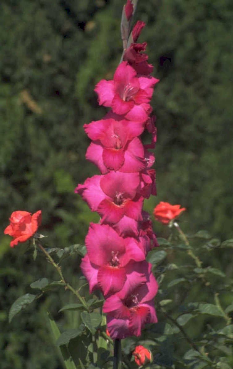gladiolus flower pink 1980s 1990s A4 Photo Print