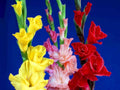 gladiolus flowers blue1980s 1990s A4 Photo Print