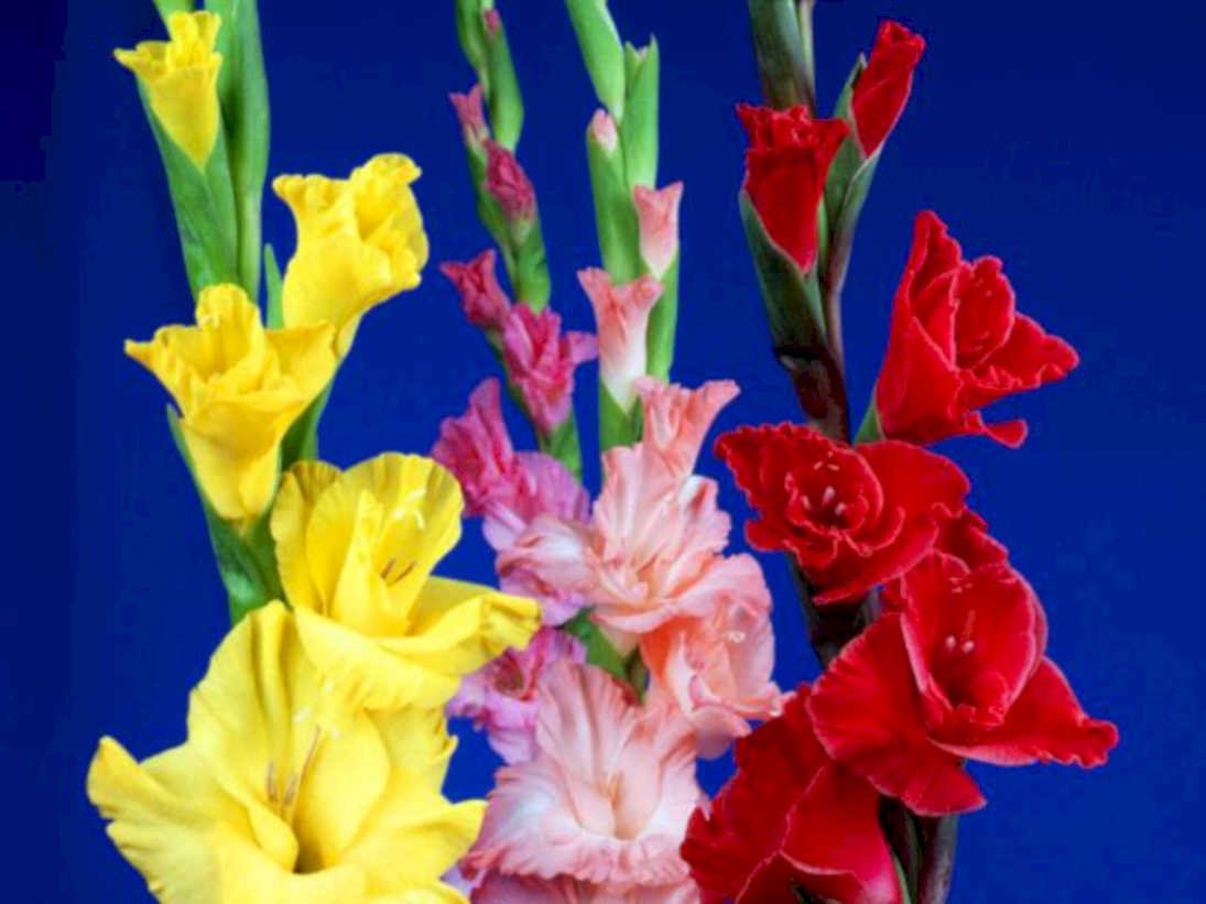 gladiolus flowers blue1980s 1990s A4 Photo Print