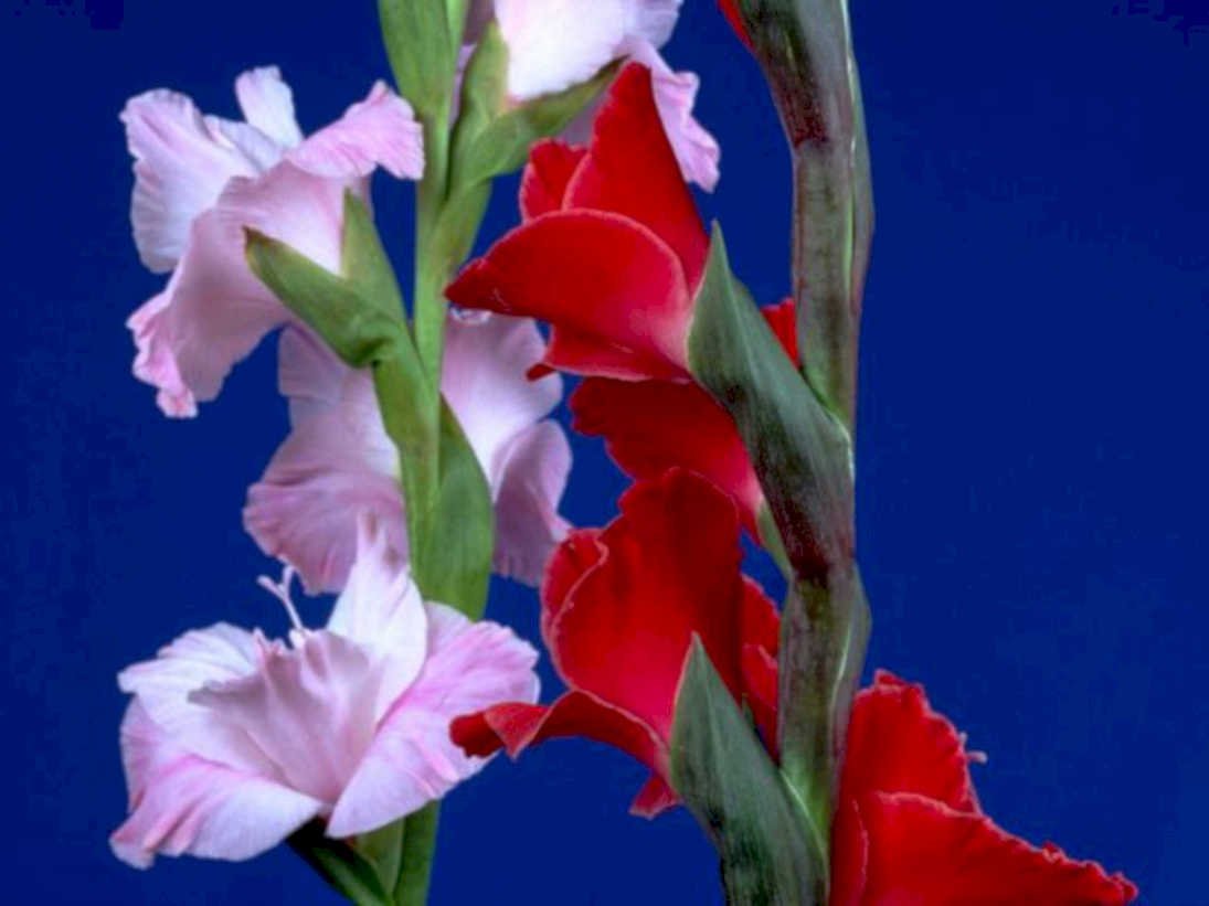 gladiolus flowers red1980s 1990s A4 Photo Print