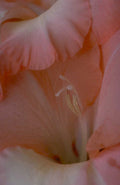gladiolus petals pistil 1980s 1990s A4 Photo Print