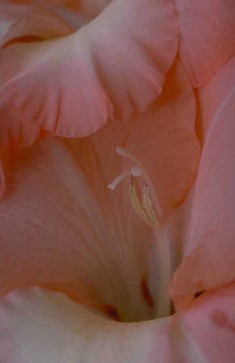gladiolus petals pistil 1980s 1990s A4 Photo Print