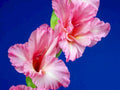 gladiolus pink blue1980s 1990s A4 Photo Print