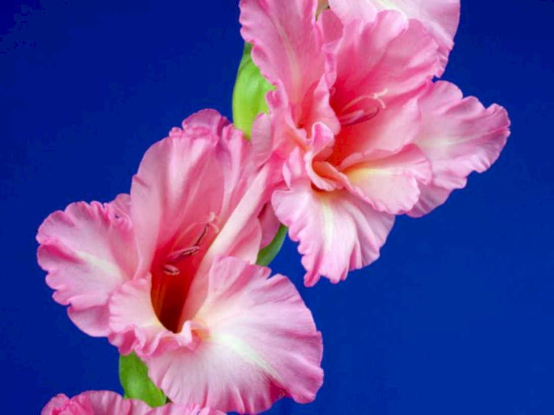 gladiolus pink blue1980s 1990s A4 Photo Print