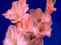 gladiolus pink orange1980s 1990s A4 Photo Print