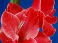 gladiolus red bloom1980s 1990s A4 Photo Print
