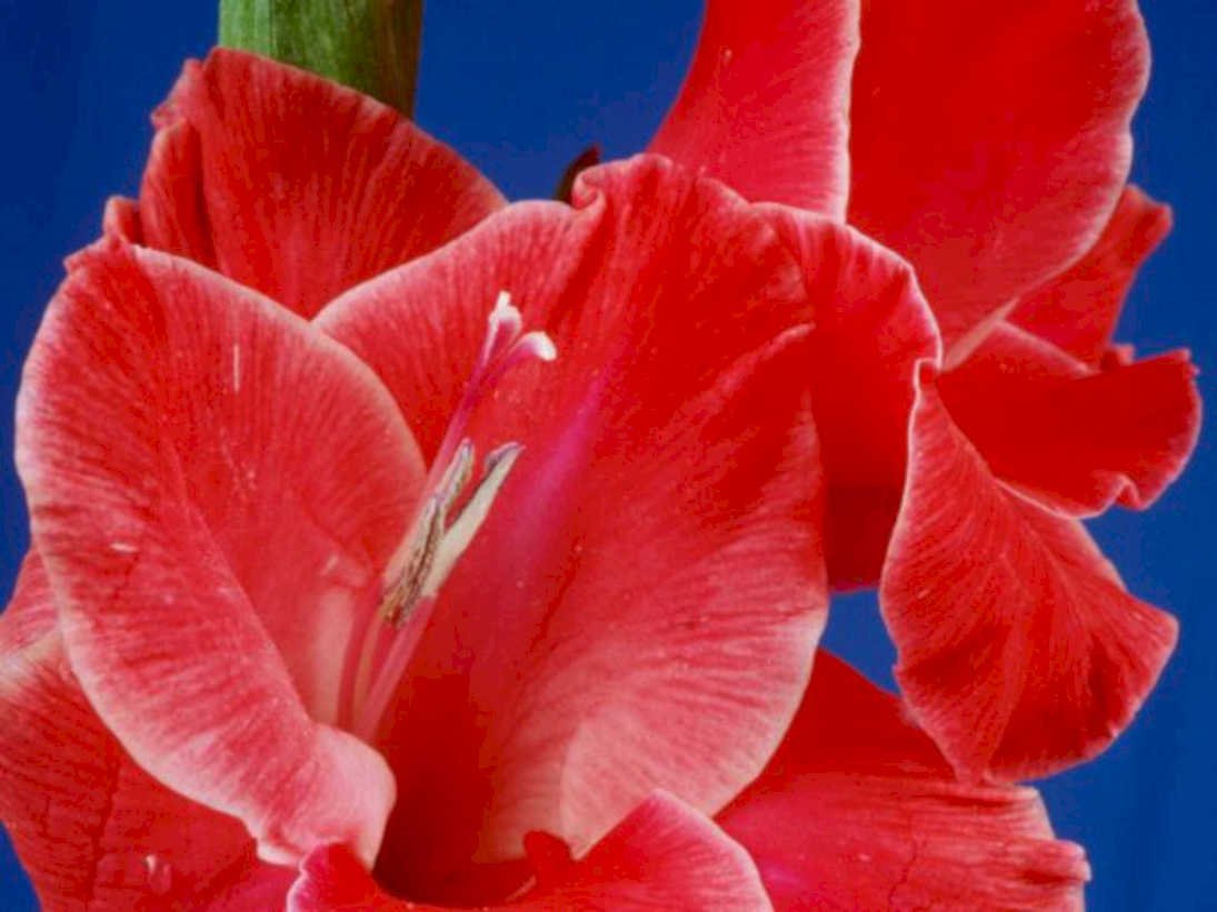 gladiolus red bloom1980s 1990s A4 Photo Print