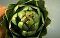 globe artichoke head Vintage A4 Photo Print