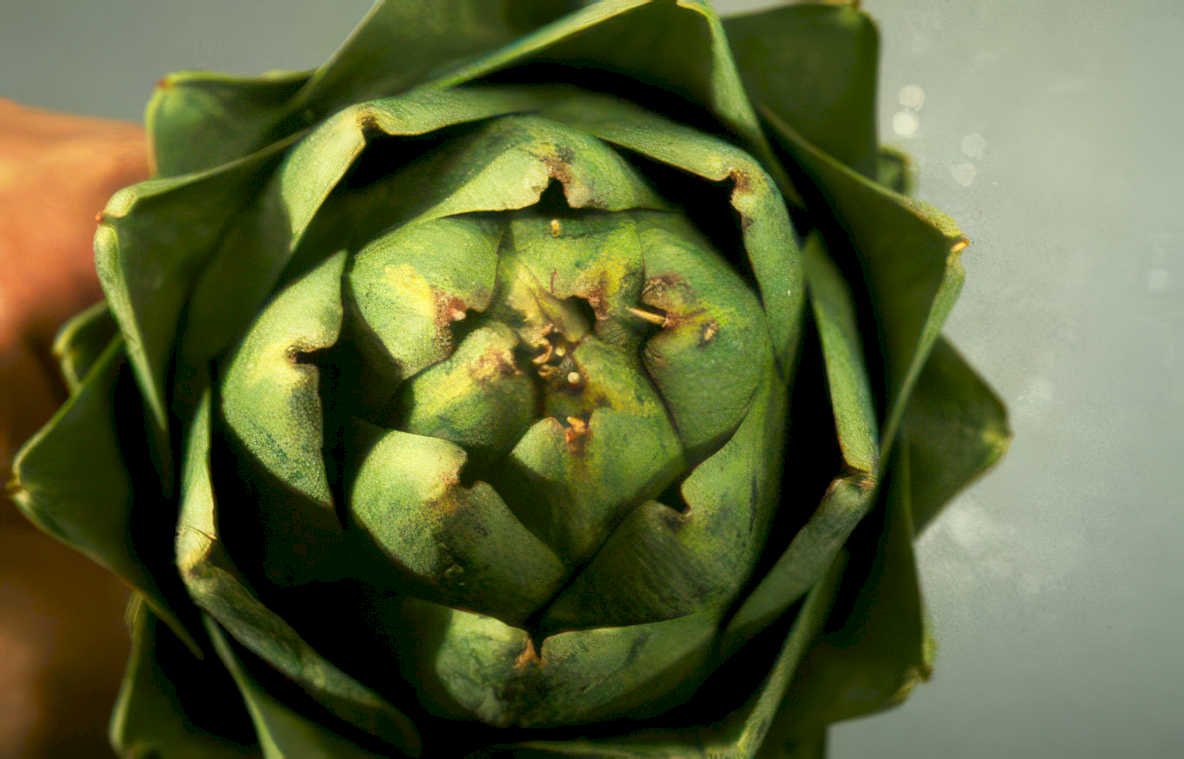 globe artichoke head Vintage A4 Photo Print