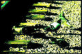 glowing metallic shark Vintage A4 Photo Print