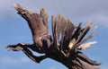 gnarled juniper branch Vintage A4 Photo Print