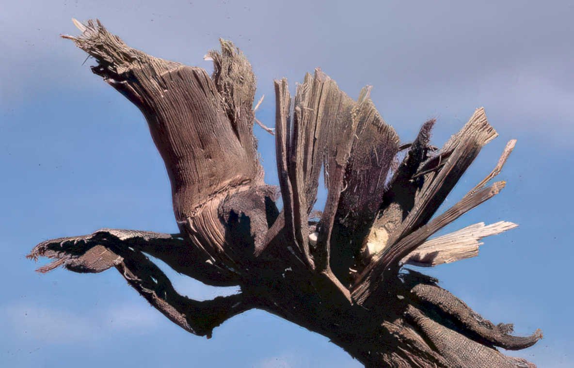 gnarled juniper branch Vintage A4 Photo Print
