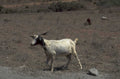 goat africa goats 1980s 1990s A4 Photo Print