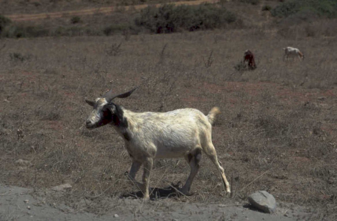goat africa goats 1980s 1990s A4 Photo Print