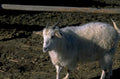 goat pasture farm 1980s 1990s A4 Photo Print