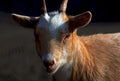 goat portrait sunlight1980s 1990s A4 Photo Print