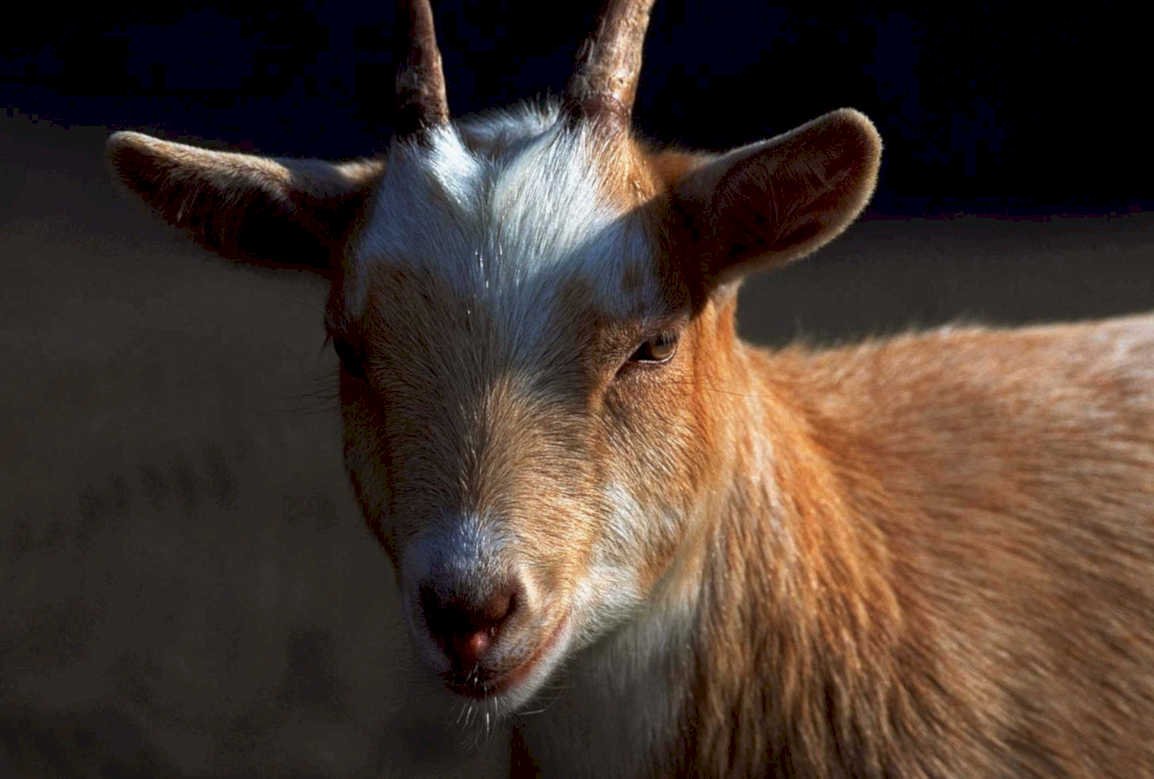 goat portrait sunlight1980s 1990s A4 Photo Print