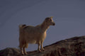 goat rock dusk 1980s 1990s A4 Photo Print
