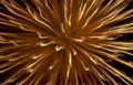 golden brown burst Vintage A4 Photo Print