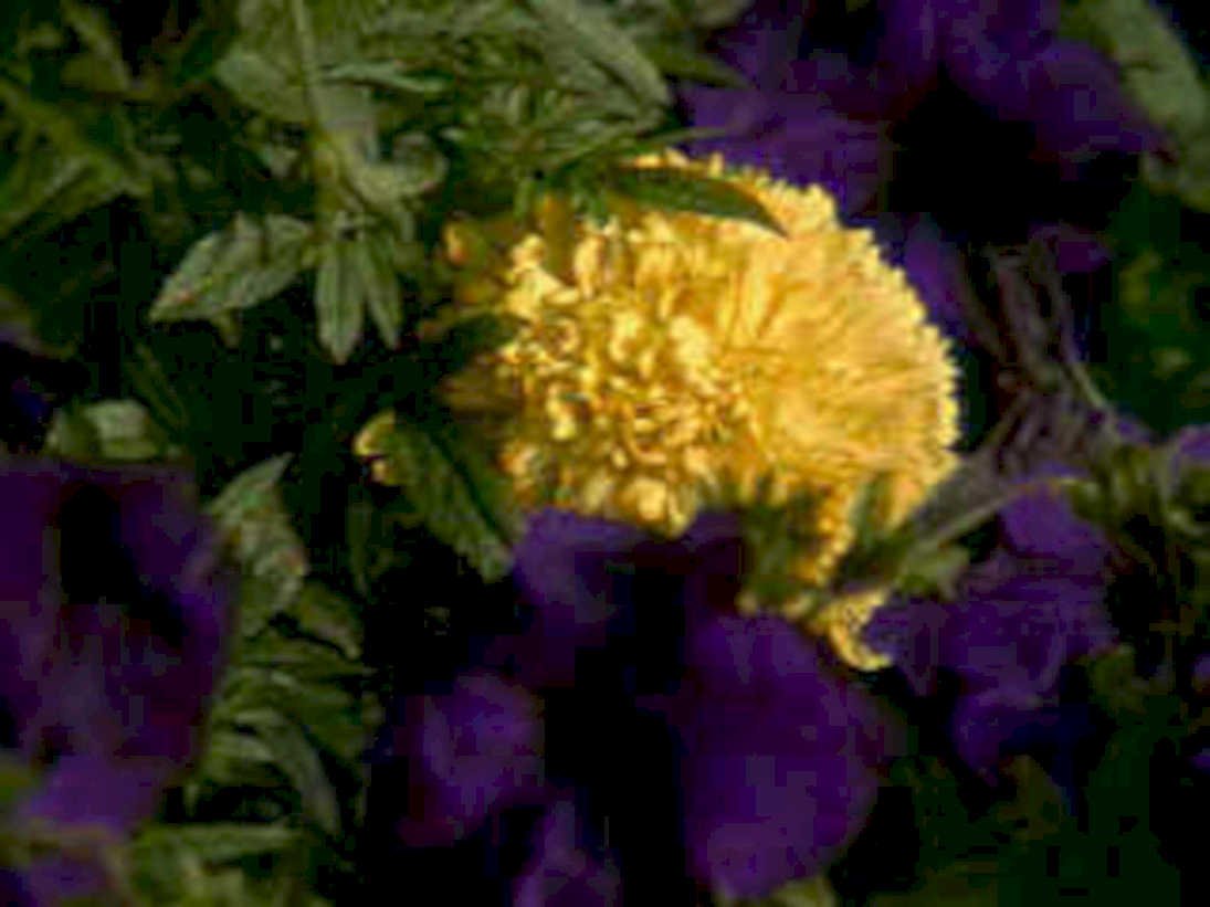 golden calendula flower1980s 1990s A4 Photo Print