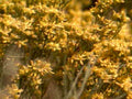 golden ceanothus flowers1980s 1990s A4 Photo Print