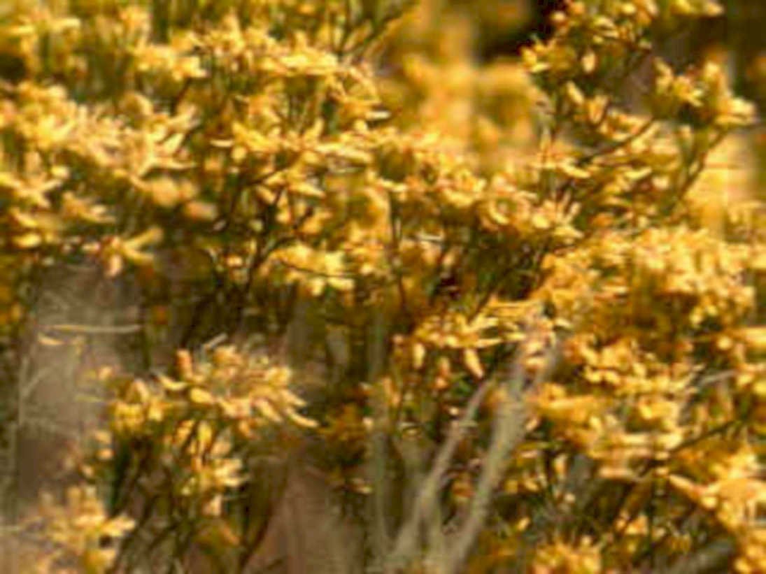 golden ceanothus flowers1980s 1990s A4 Photo Print