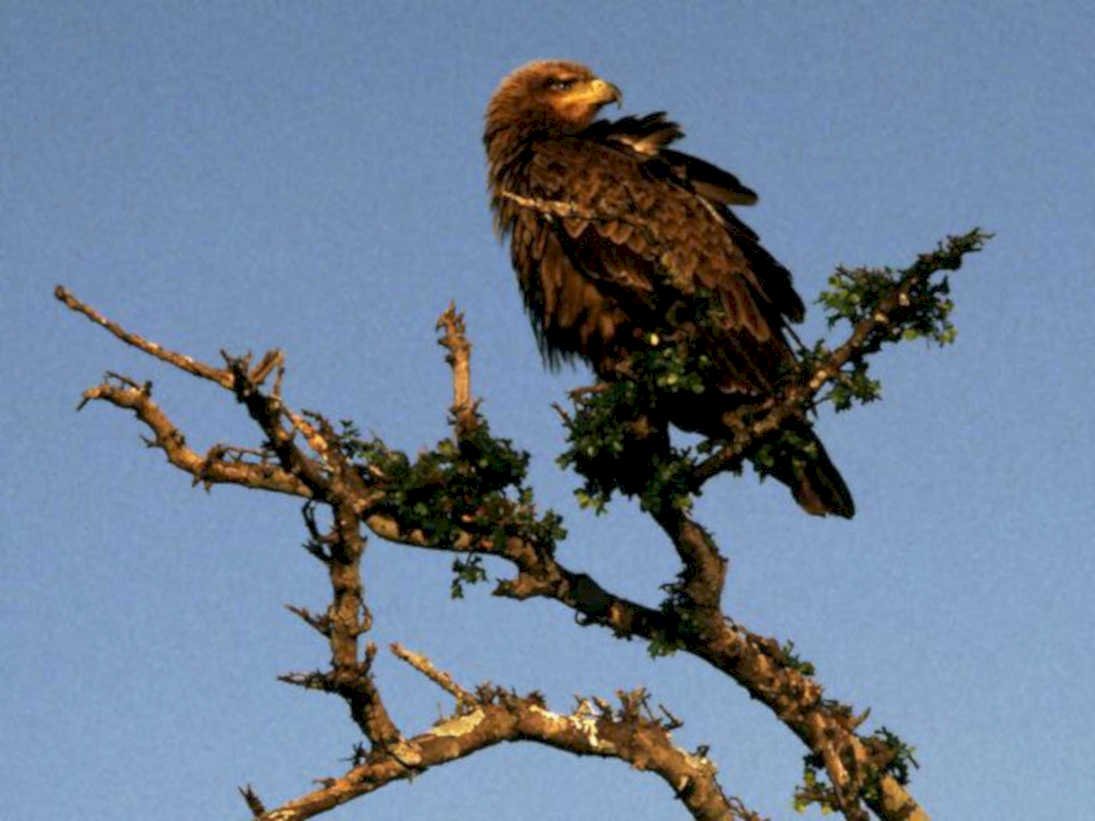 golden eagle branch1980s 1990s A4 Photo Print