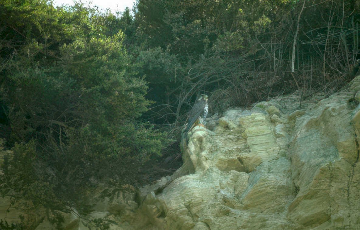 golden eagle cliff Vintage A4 Photo Print