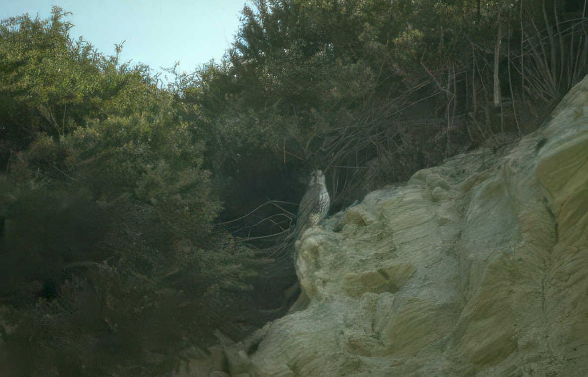 golden eagle cliffside 1 Vintage A4 Photo Print