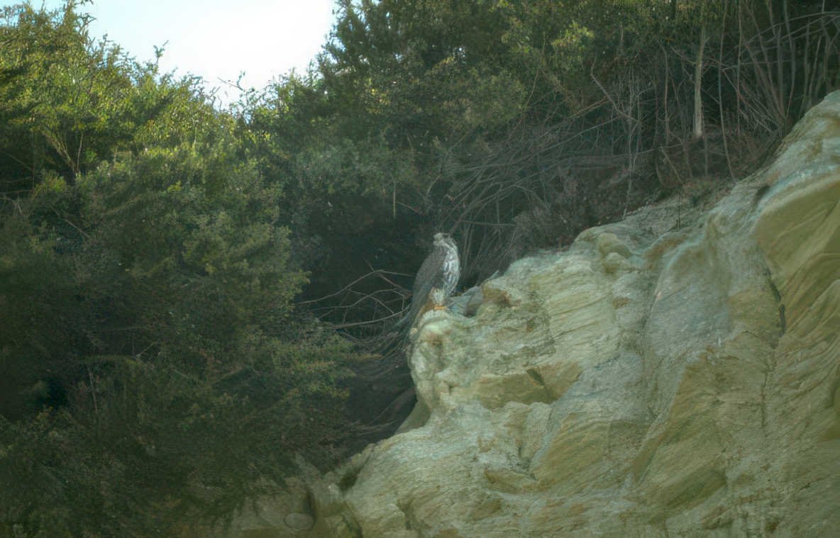 golden eagle cliffside Vintage A4 Photo Print
