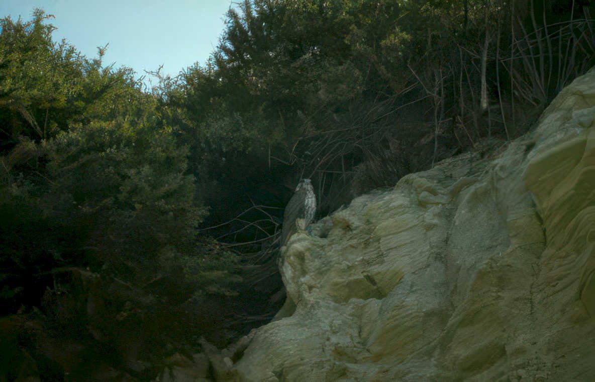 golden eagle crete Vintage A4 Photo Print