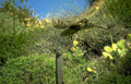 golden eagle flight 2 Vintage A4 Photo Print
