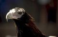 golden eagle headshot 1 Vintage A4 Photo Print