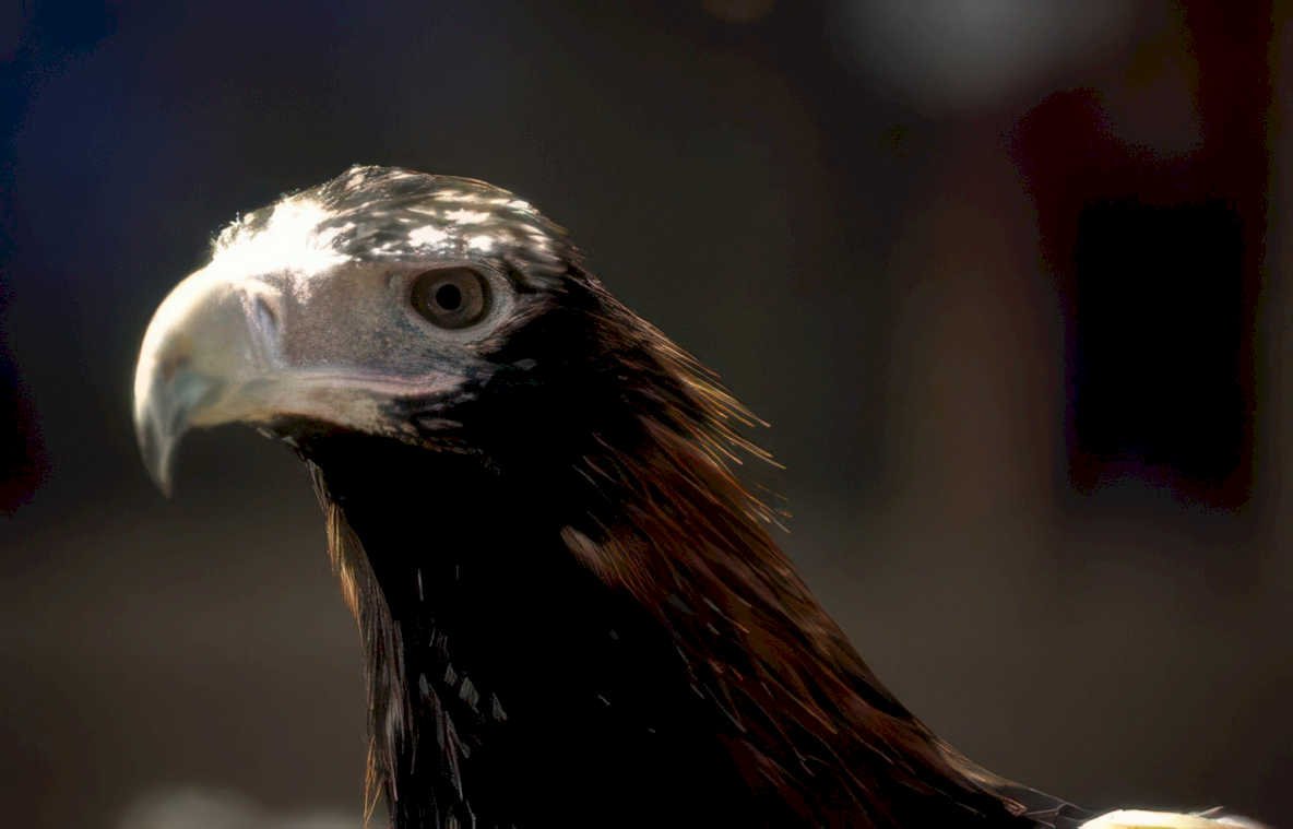 golden eagle headshot 1 Vintage A4 Photo Print