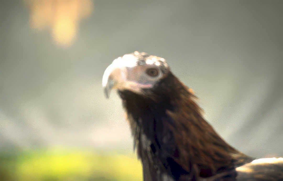 golden eagle headshot 2 Vintage A4 Photo Print